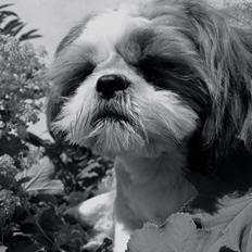Shih tzu Bobo