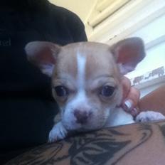 Chihuahua CHIHUAHUA OTTO