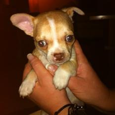 Chihuahua CHIHUAHUA OTTO