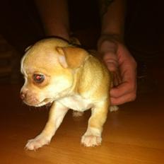 Chihuahua CHIHUAHUA OTTO