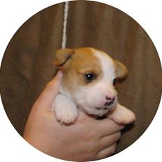 Podengo portugues pequeno Ru´cairn´s Ppp Nougat Crush Aka. Pelle