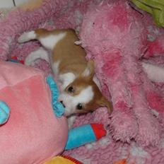 Podengo portugues pequeno Ru´cairn´s Ppp Nougat Crush Aka. Pelle