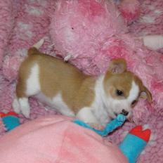 Podengo portugues pequeno Ru´cairn´s Ppp Nougat Crush Aka. Pelle