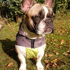 Fransk bulldog Viktor