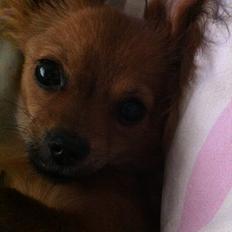 Chihuahua Isa