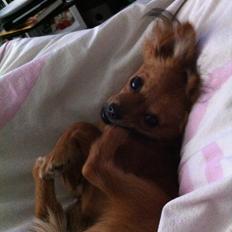Chihuahua Isa