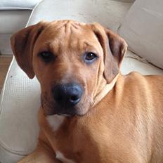 Blanding af racer Charlie