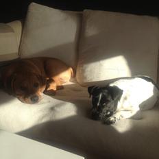 Blanding af racer Charlie