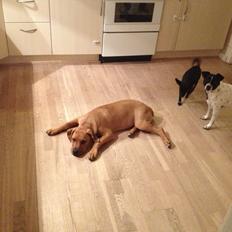 Blanding af racer Charlie