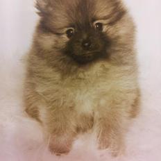 Pomeranian panuu
