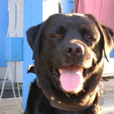 Labrador retriever valter