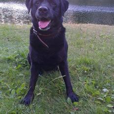 Labrador retriever valter