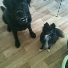 Labrador retriever valter