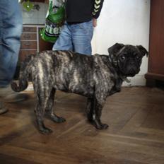 Blanding af racer Alma