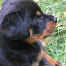 Rottweiler Chika