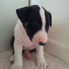 Bullterrier Redbull's Royal Dragon Rider AKA Rider