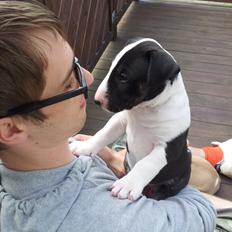 Bullterrier Redbull's Royal Dragon Rider AKA Rider