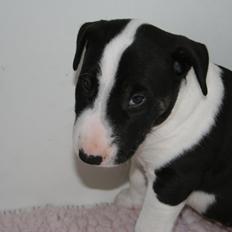 Bullterrier Redbull's Royal Dragon Rider AKA Rider