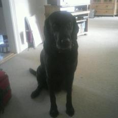 Labrador retriever Lady