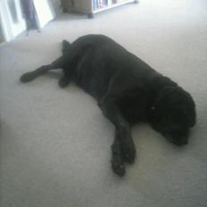 Labrador retriever Lady