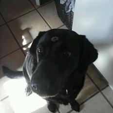 Labrador retriever Lady