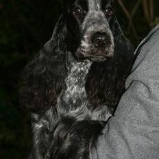 Cocker spaniel Diana - himmelhund