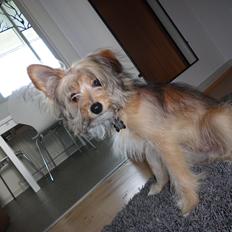 Blanding af racer Balou