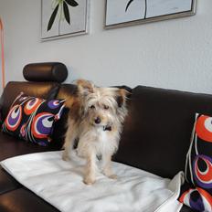 Blanding af racer Balou