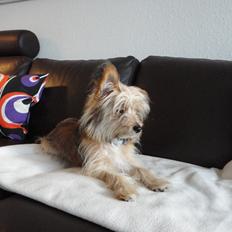 Blanding af racer Balou