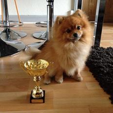 Pomeranian Topsy's Bailey