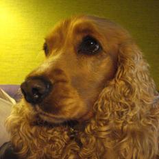 Cocker spaniel Bella (abeungen)
