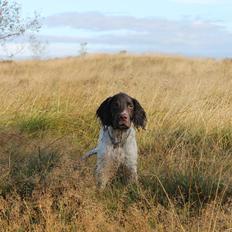 Field Trial spaniel Balder