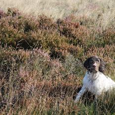 Field Trial spaniel Balder