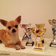 Chihuahua Beliza by Hinz