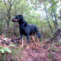 Beauceron Woodt Light Blance