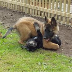 Dvaergschnauzer Qualificas Lauritz De Luxe