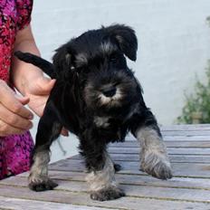 Dvaergschnauzer Qualificas Lauritz De Luxe