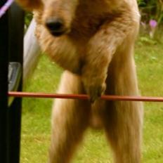 Mellempuddel Charlie