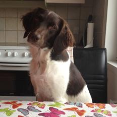 Kleiner münsterländer Perle " Solgt d. 30/11 - 2013"