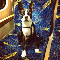 Boston terrier Donna