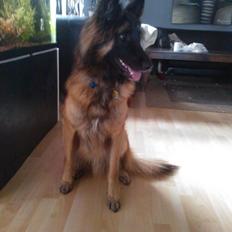 Tervueren Mikkel R.I.P