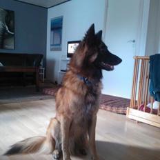 Tervueren Mikkel R.I.P