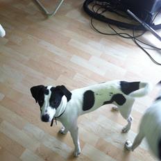 Dansk svensk gaardhund Bella Donna