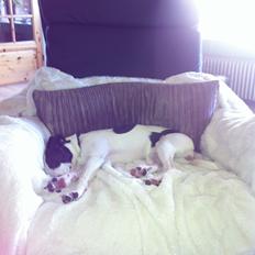 Dansk svensk gaardhund Bella Donna