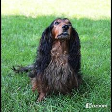 Gravhund Sundsdals Geo