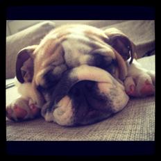 Engelsk bulldog Eigil