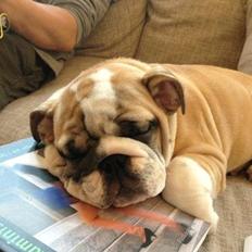 Engelsk bulldog Eigil