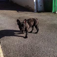 Fransk bulldog Frans