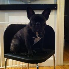 Fransk bulldog Frans