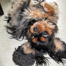 Cavalier king charles spaniel Daisy <3